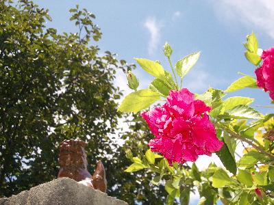 ダイビング in座間味島☆旅行記 2