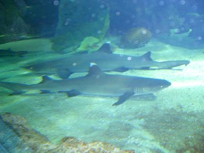 グアム・台風には気をつけて~