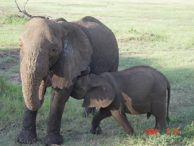 Tanzania Safari 2004 3月　No.1　マニヤラ国立公園・マサイ村など