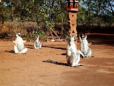 マダガスカル?～ワオキツネザル