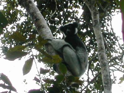 マダガスカル?～インドリ