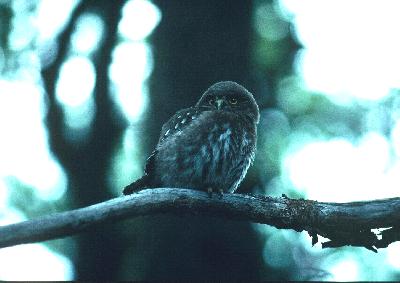 パタゴニア自然紀行【3】　フィッツロイ周辺をトレッキング