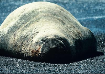 パタゴニア自然紀行【4】　バルデス半島で海獣見物