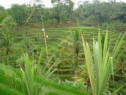 Ubud in Bali 女一人旅♪