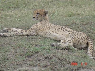 Tanzania Safari 2004 3月　No.3　チーター・Ngorongoroクレーター、Moshi 近郊観光など