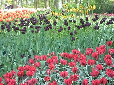 ハウステンボスがオランダと思い込んで