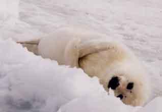 タテゴトアザラシの赤ちゃんに会いに　マドレーヌ諸島