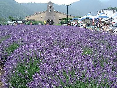 河口湖ハーブフェスタ