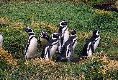 58.Chile マゼラン海峡と野生のペンギン [チリ編Part2]