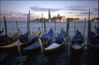 ヴェネチアの猫たち