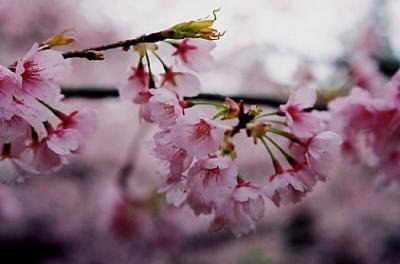 京都・醍醐の桜