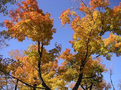 モントリオールの紅葉3