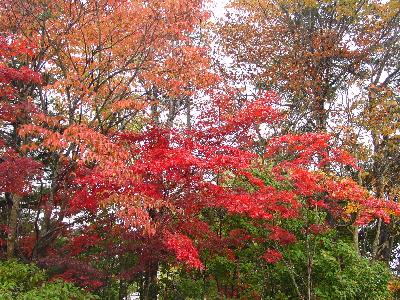 秋だ！紅葉だ！温泉だ！花火も見るぞ 河口湖の旅
