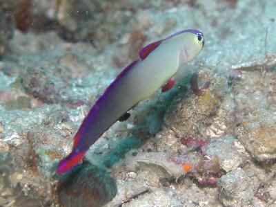 SIPADAN UNDERWATER ?