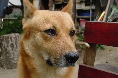 じんべいが守る寺＠小田原山　浄瑠璃寺（九体寺）2004年9月23日