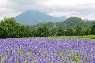 伯耆大山が借景なんて贅沢な景色＠とっとり花回廊2004年7月17日