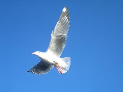ミャンマー旅行　〈後編〉インレー湖・ヤンゴン