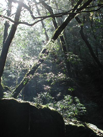 癒しの屋久島へ