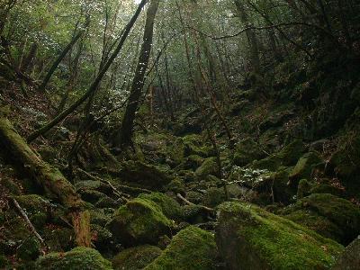 屋久島・私の原点