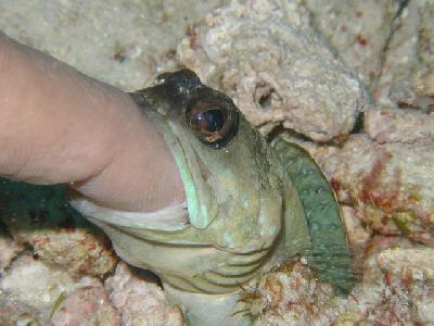 初めてのモルディブ・ビヤドゥ