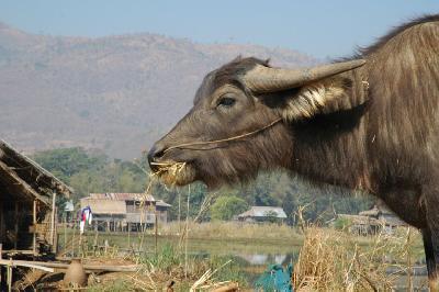 ミャンマー旅行 11日目　～ニャウンシュエのらくらくトレッキング～