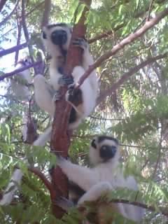 ゴンドワナ大陸の遺産　マダガスカル
