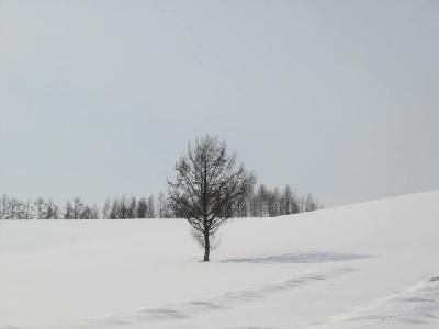 美瑛の丘冬物語