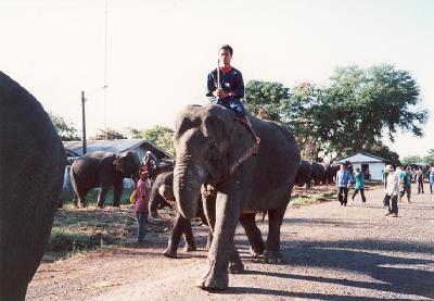 スリンの象祭り　２００２