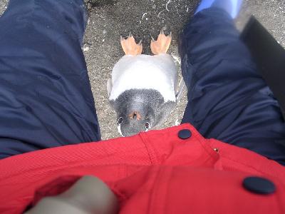 南極半島でペンギンと戯れ海中天然温泉へ入る旅