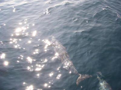 バリ島へ野生のハシナガ･イルカに逢いに行く・・・☆