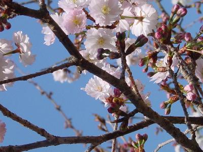 春よこい?　西法寺／薄墨桜