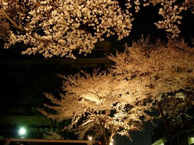 相模原の桜 − 2005