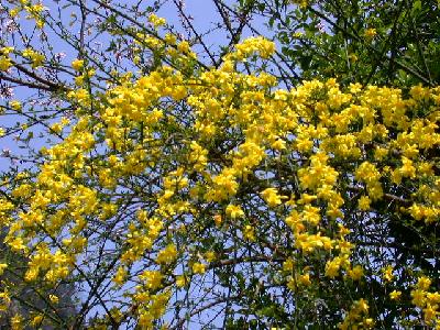 鎮遠の春の花