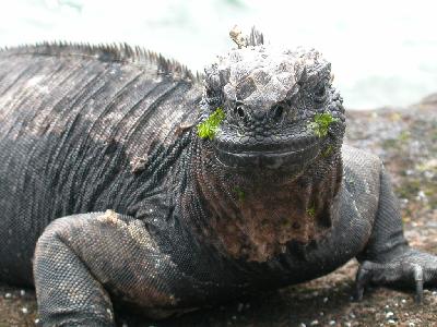 《ガラパゴス諸島》悠久の大自然に抱かれて・・・Part.?