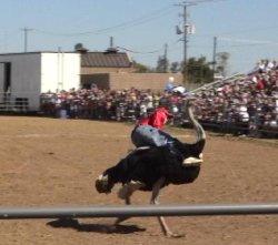 オーストリッチ・フェスティバル