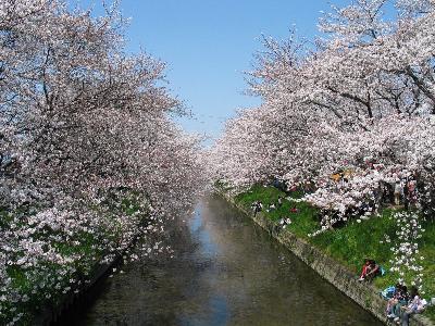 ☆さくらの名所百選　五条川の桜　＜愛知県＞