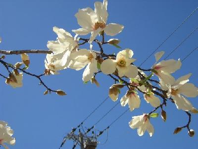 OSAKA LIFE　*春の到来