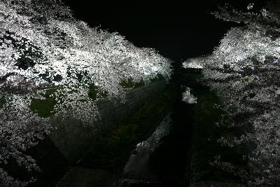 夜桜・山崎川