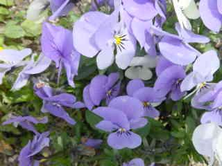 サンパウロ　未来への希望