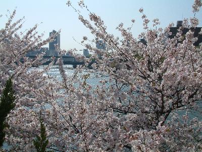 大阪造幣局「桜の通り道」