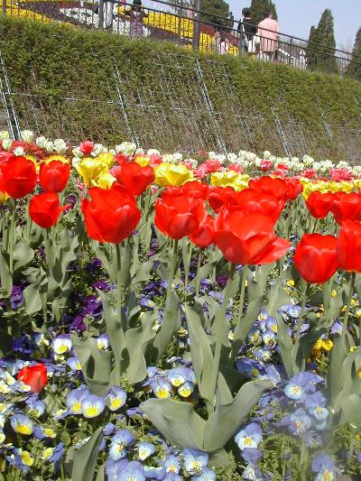 お花と動物たちいっぱいの相模原の公園。のんびり散策の旅。