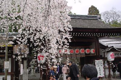 魁桜を見る(*^^)ﾉ＠平野神社☆2005年4月3日