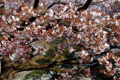 高尾山　満開の山桜とツツジ