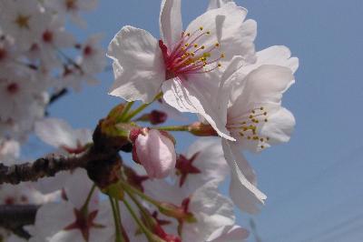 疎水沿いの桜を楽しむ(^^＠深草から墨染へ☆2005年4月9日