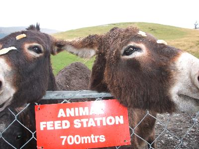 2週間でニュージーランド1周?! ~クイーンズタウン編~