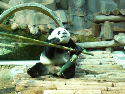 チェンマイにパンダ見物に行ってきました。