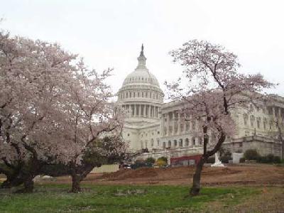 ワシントンDC　桜だより