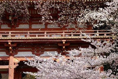 京都１１　山科　醍醐寺の桜