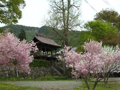 （長野）山菜取りと温泉。そしてカモシカとの遭遇