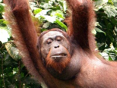 ORANG　UTAN　